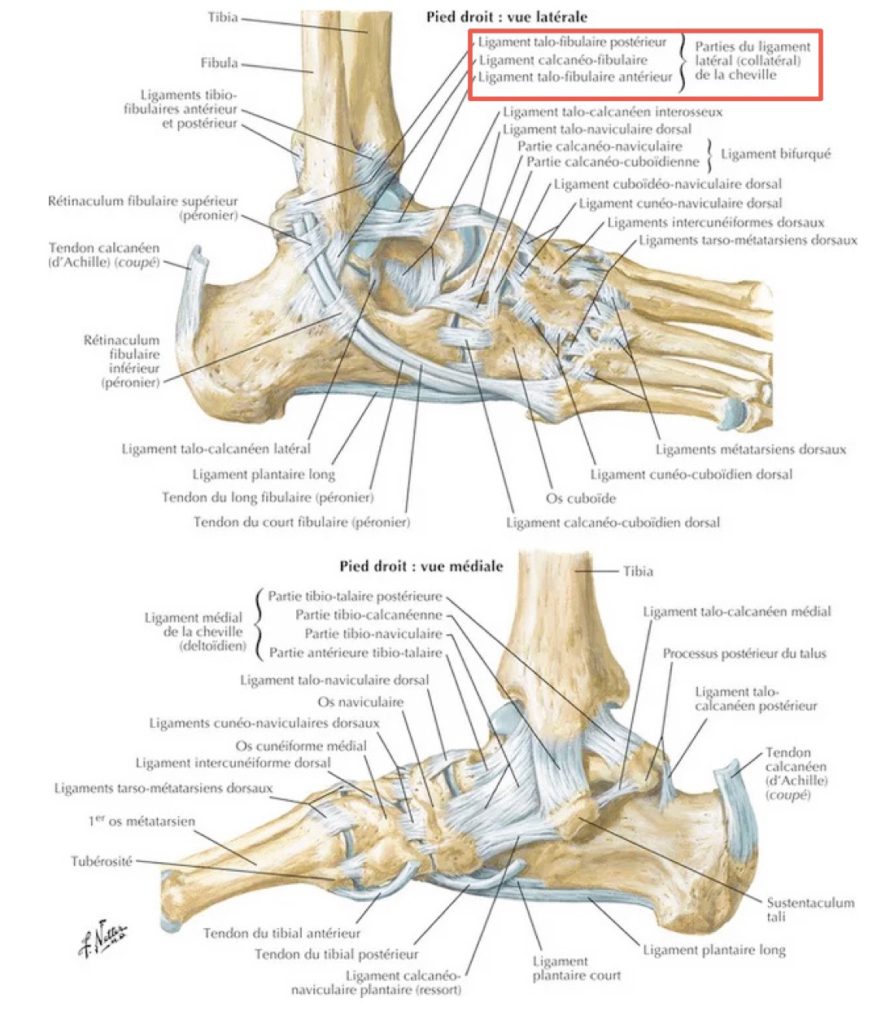 Anatomie ligamentaire de cheville par Netter