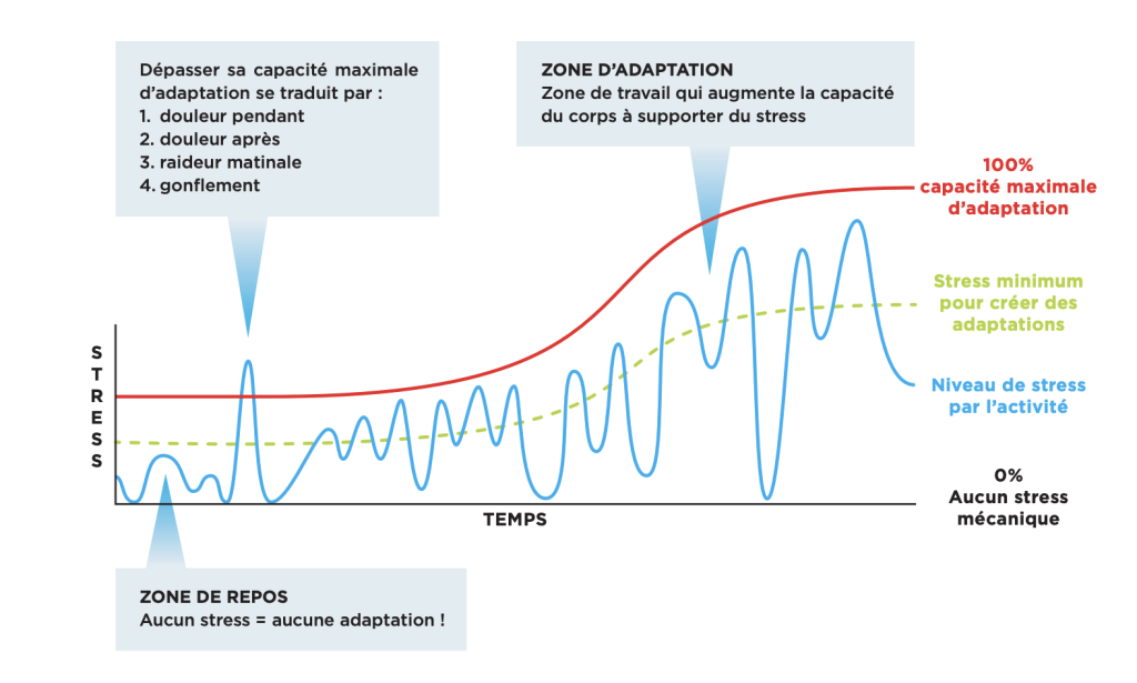 Graphique montrant la relation entre stress mécanique et adaptation corporelle, avec zone de repos, zone d’adaptation et surcharge